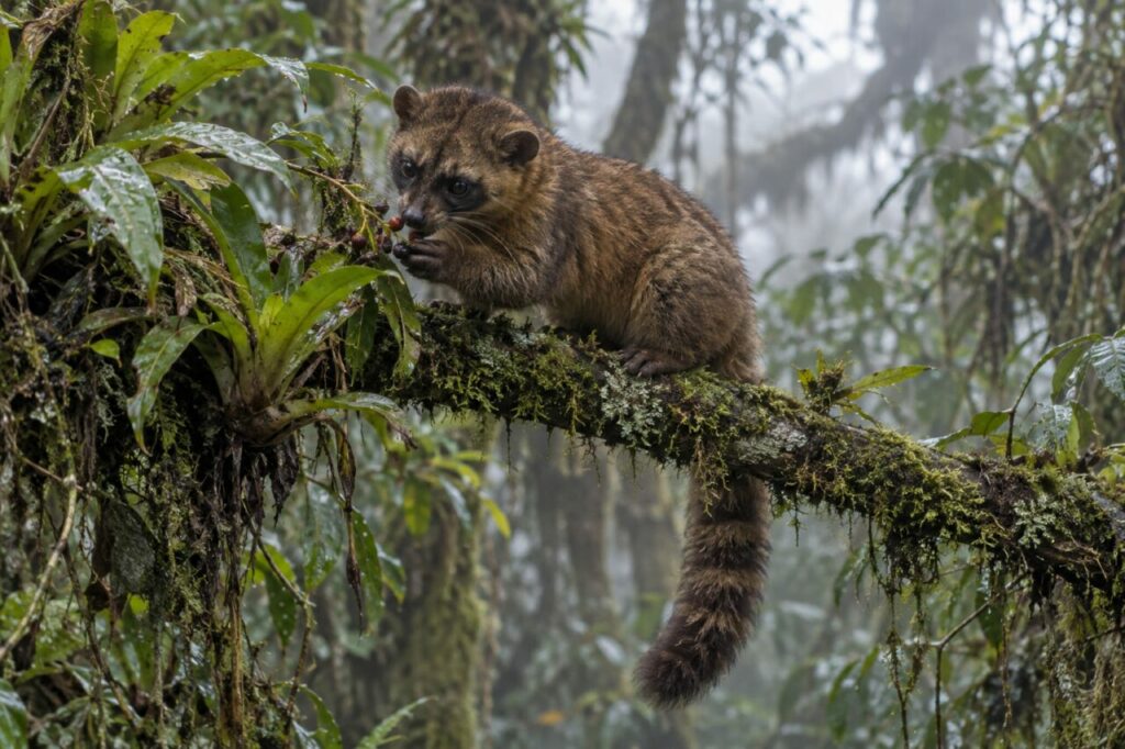 Recherche de baies par l’olinguito sur une branche fleurie