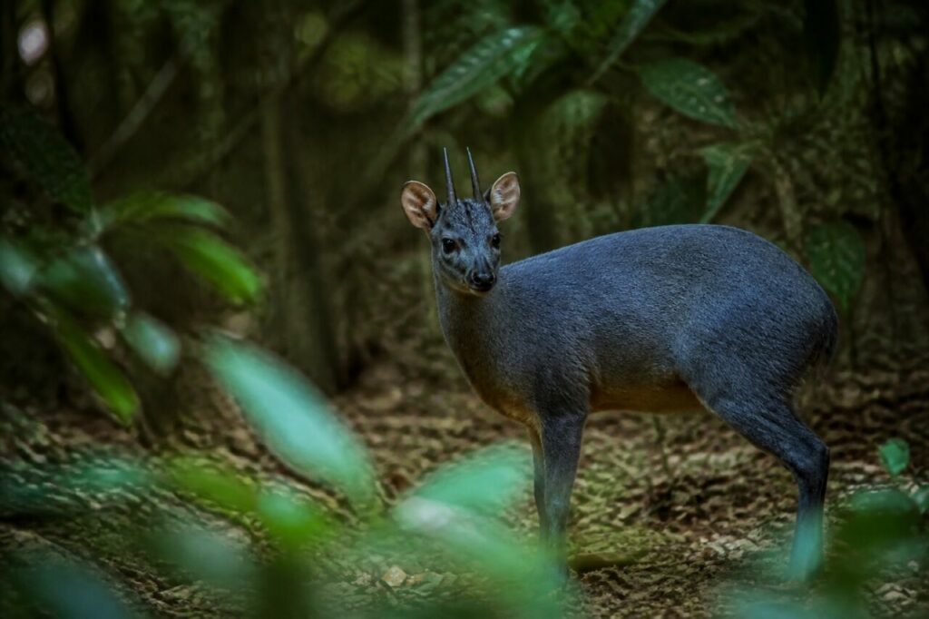 Sguardo dal cuore della foresta — Cefalofo forestale