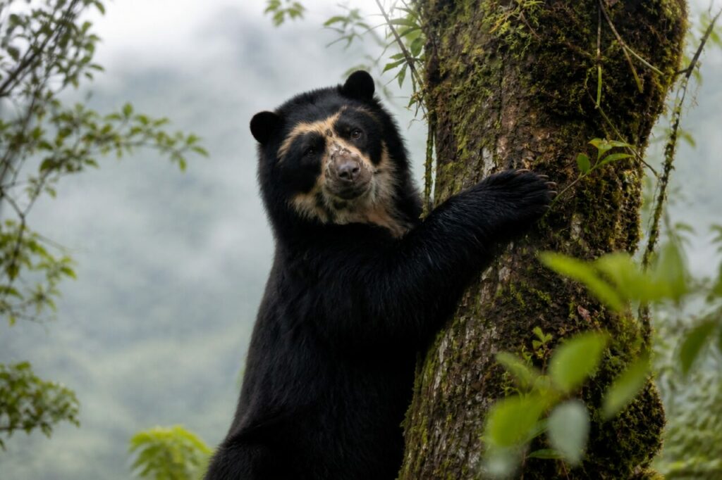 Sguardo segnato tra il fogliame — Orso dagli occhiali