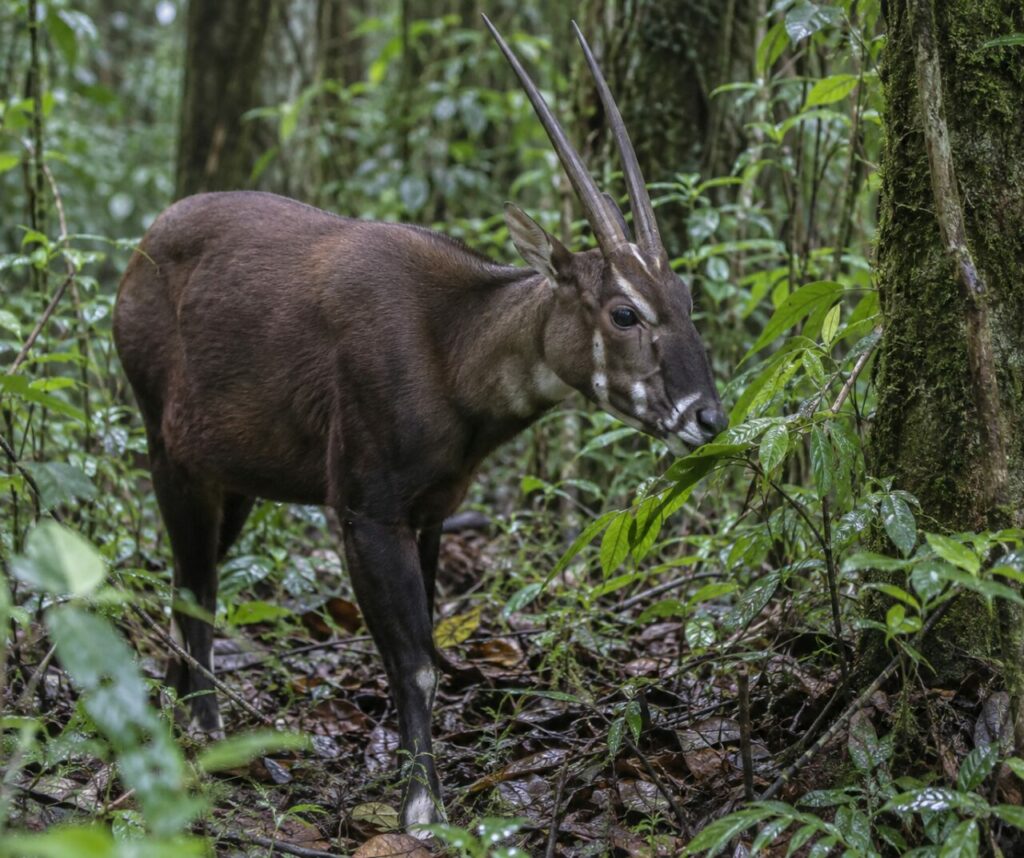 Regard furtif — saola (Pseudoryx nghetinhensis) observant derrière de larges feuilles de la forêt annamitique