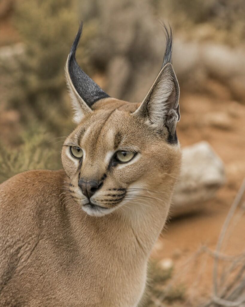 Sguardo sotto i ciuffi neri — Caracal