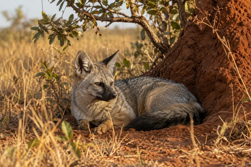 Repos — Renard des savanes au repos contre une termitière du Cerrado