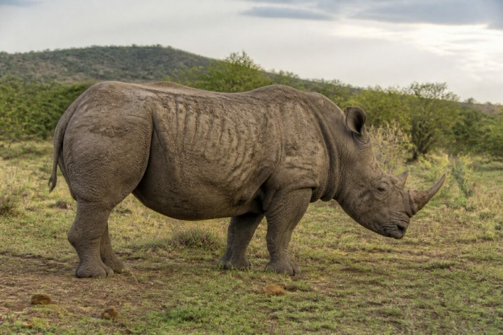 Grande rinoceronte avanza nella pianura erbosa — Rinoceronte bianco