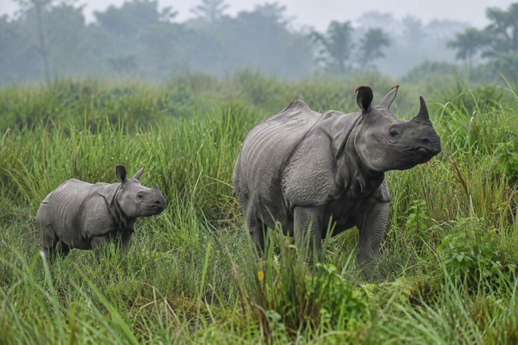 Au bord d’une rivière peu profonde, un rhinocéros indien près du sable
