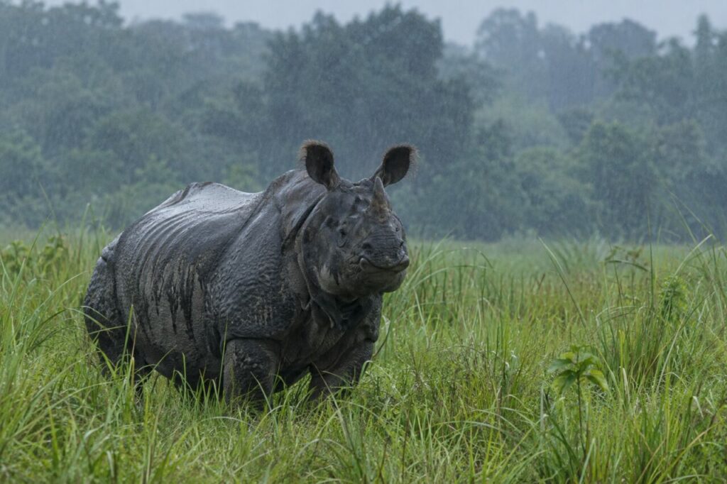 Sous la pluie de mousson, un rhinocéros indien traverse une prairie