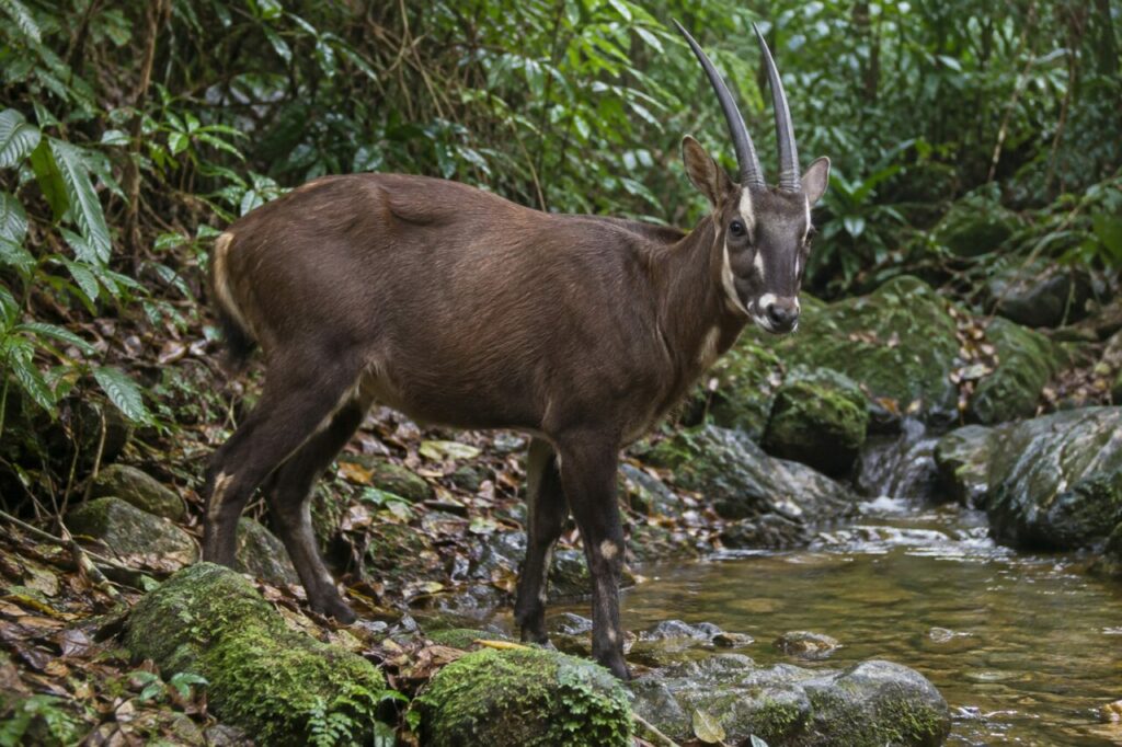 Rive moussue — saola (Pseudoryx nghetinhensis) reposant sur une rive moussue au-dessus d’un ruisseau annamitique