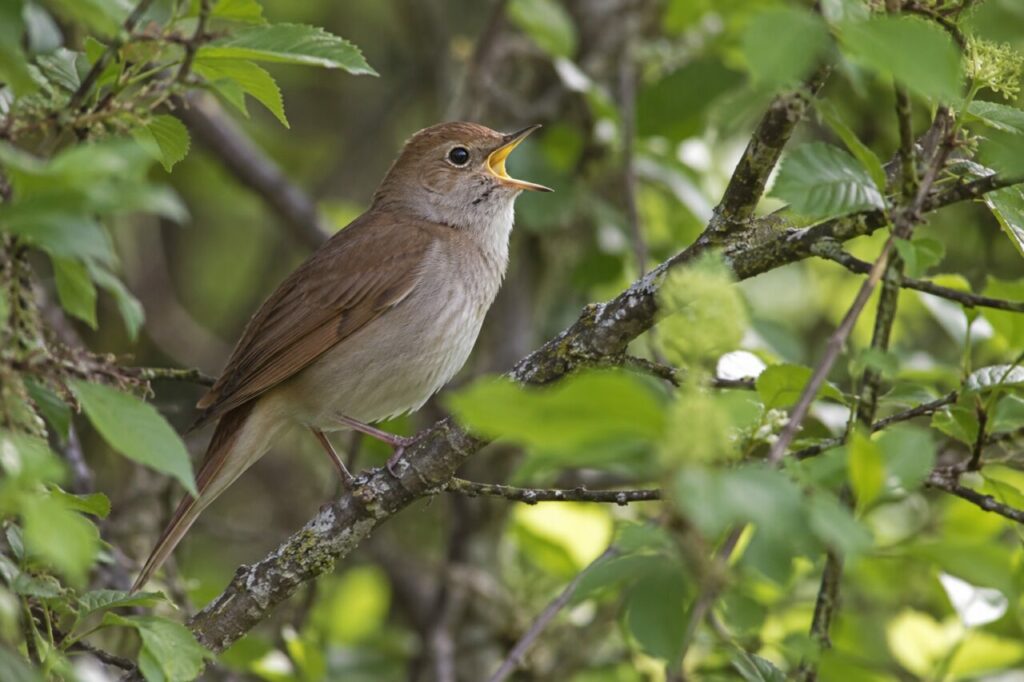 Ruiseñor común del bosque europeo — singing from a shaded thicket