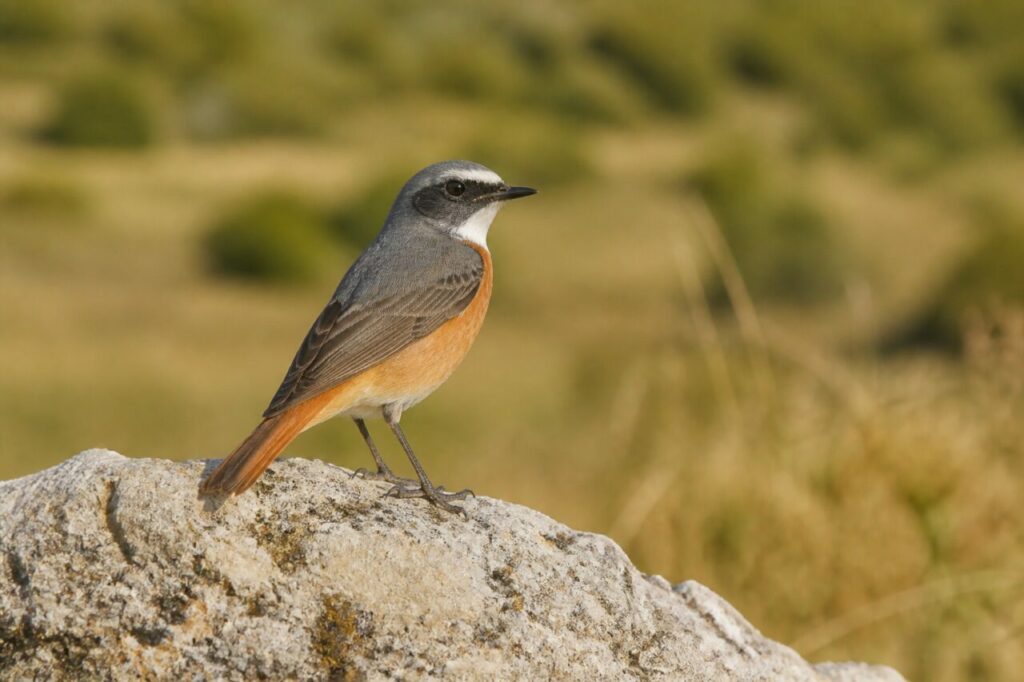 Gartenrotschwanz auf hellem Kalkstein am Rand einer ruhigen europäischen Wiese