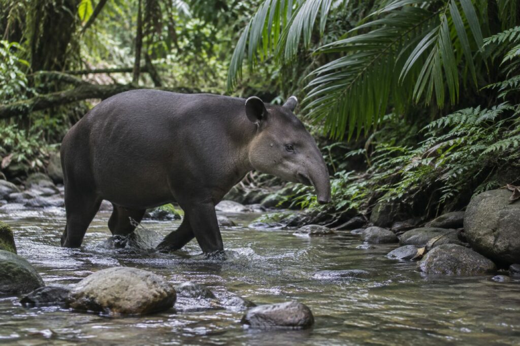 Ruisseau andin — tapir terrestre (Tapirus terrestris), traversant les galets entre les palmiers