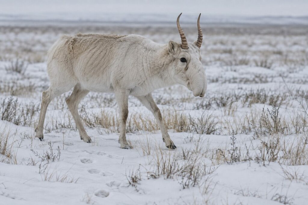 Saïga au pelage d’hiver sur une steppe légèrement enneigée