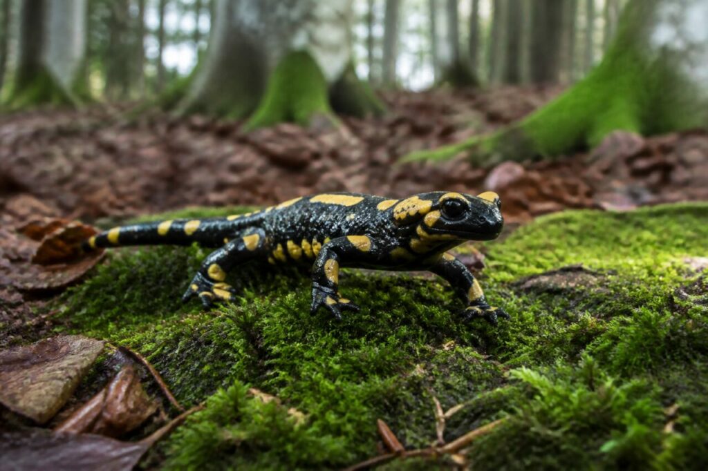 salamandre tachetée avançant au ras du sol dans une clairière de mousse sous les hêtres européens