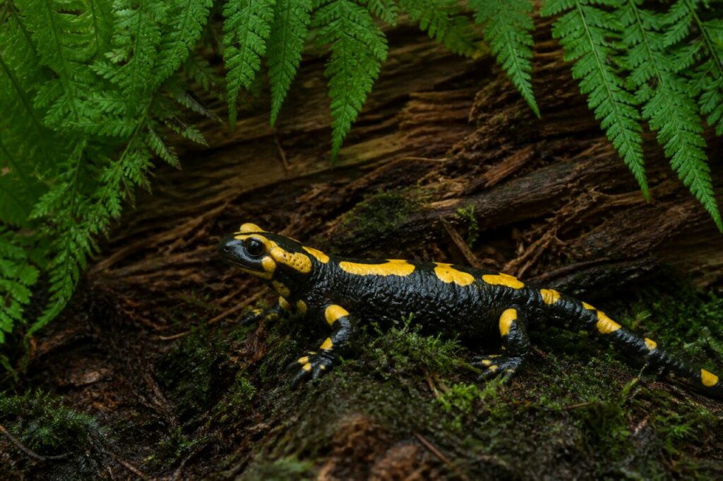 salamandre tachetée sous des frondes de fougère près d’un tronc pourrissant en sous-bois humide