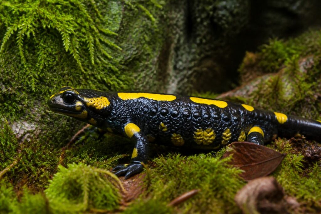 Salamandre tachetée européenne entre mousse et racines d’un arbre