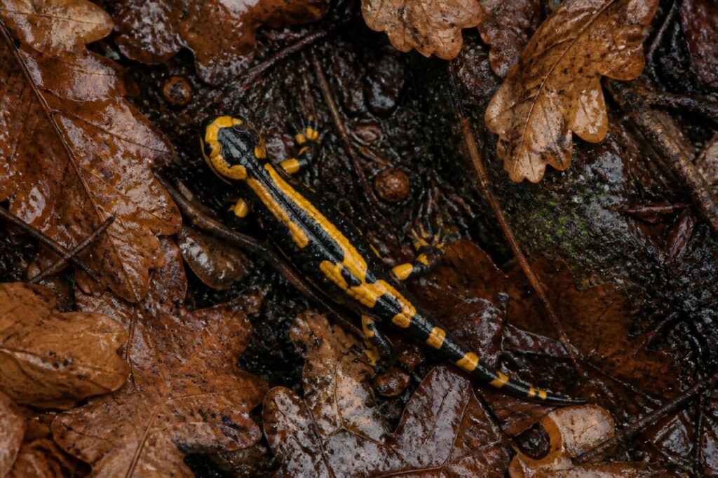 salamandre tachetée vue du dessus entre feuilles de chêne et brindilles détrempées du sol forestier européen