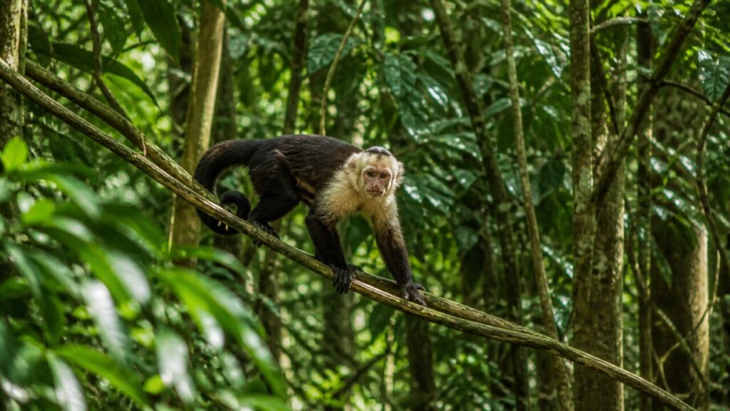 Piccolo primate in mezzo alla chioma fitta — Cappuccino dalla faccia bianca
