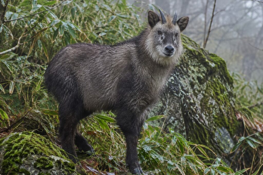 Vigilance du saro du Japon sur un rocher moussu parmi les bambous nains