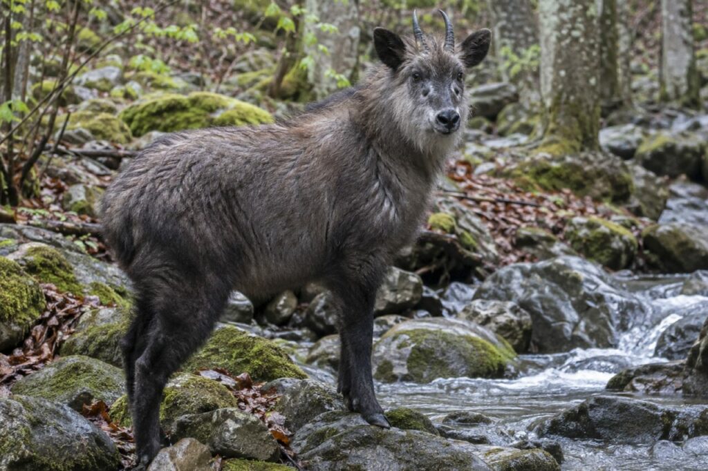 Traversée du saro du Japon près d’un ruisseau rocheux au printemps