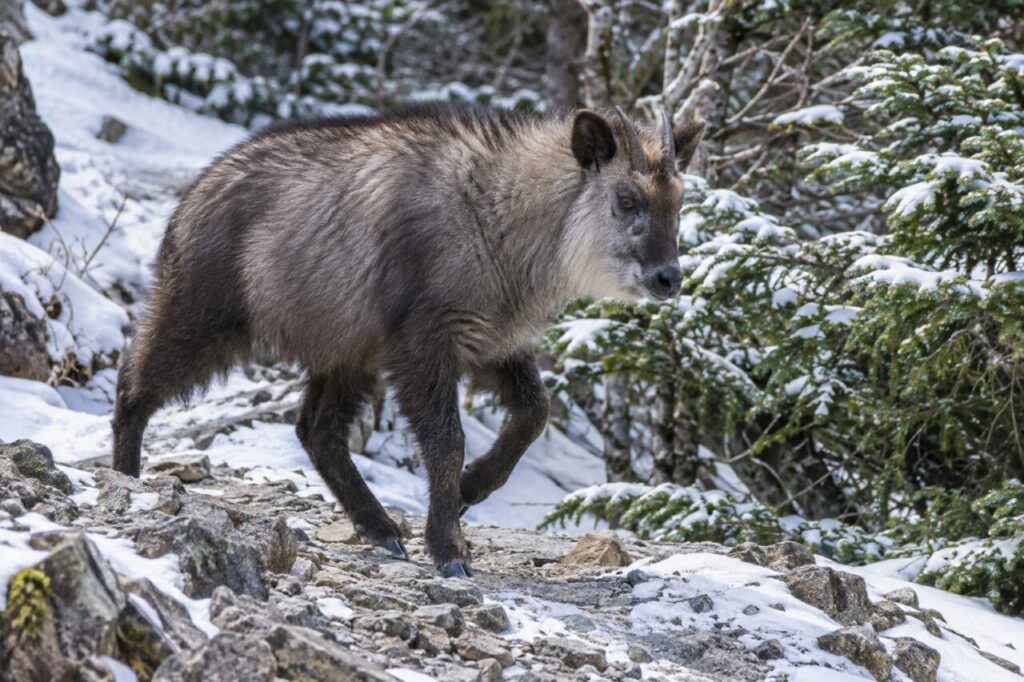 Marche hivernale du saro du Japon sur un sentier rocheux enneigé