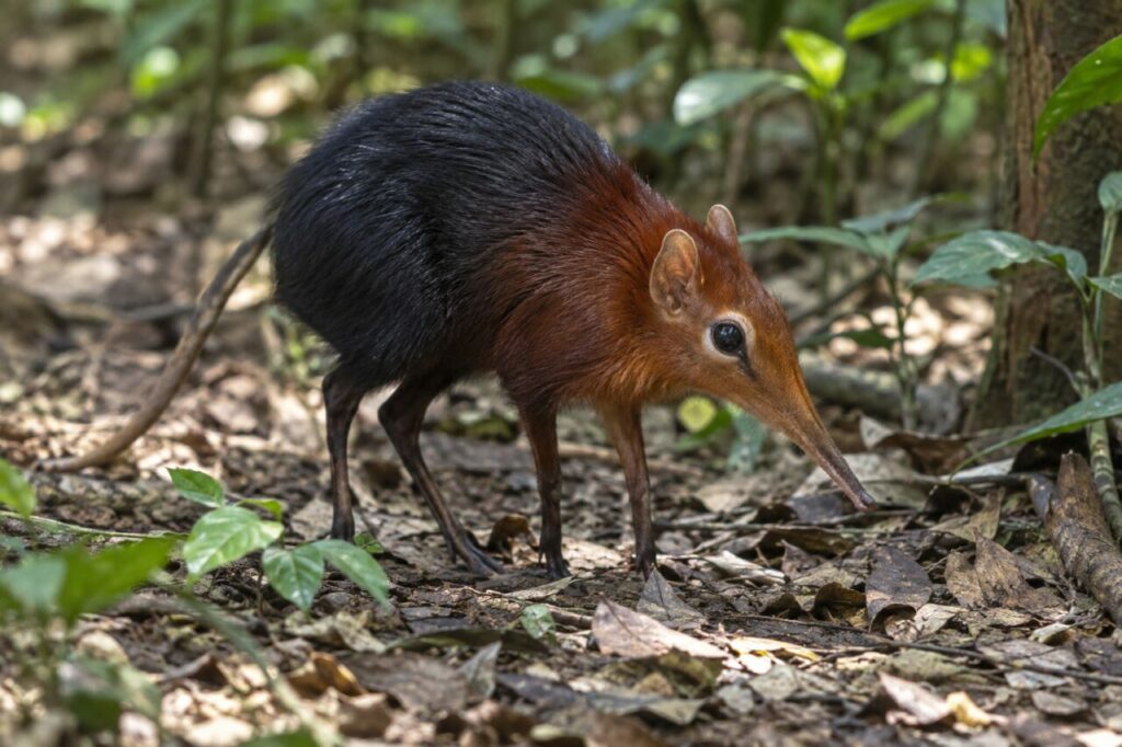 Sengi noir et roux au sol du sous-bois côtier