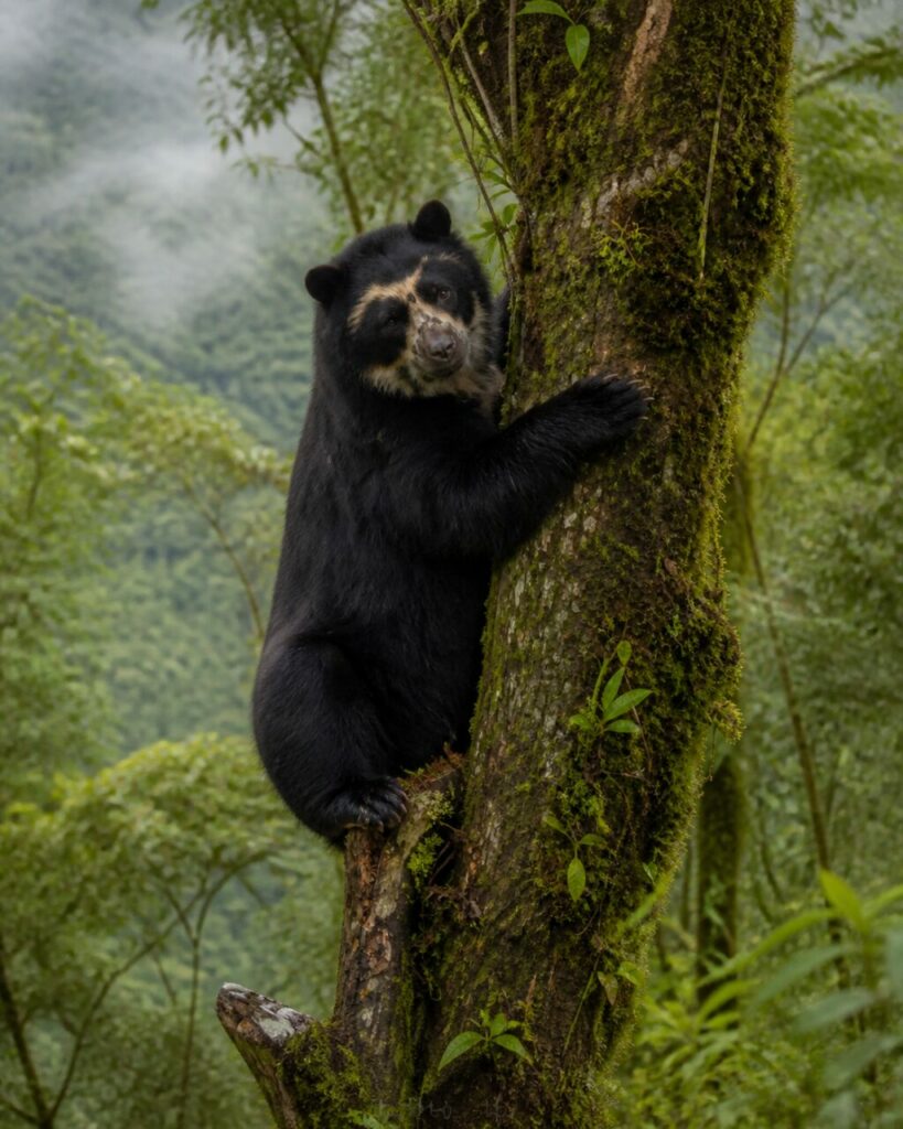 Sagoma arboricola nella foresta umida — Orso dagli occhiali