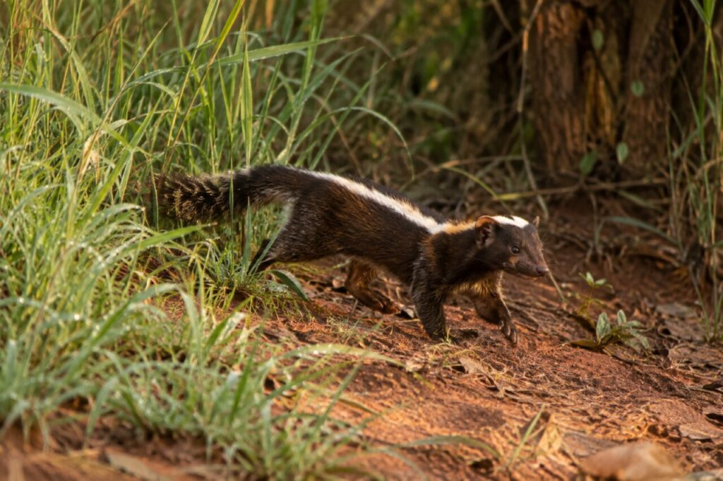 Sortie de La belette rayée africaine dans les herbes fraîches au bord d’une clairière herbeuse