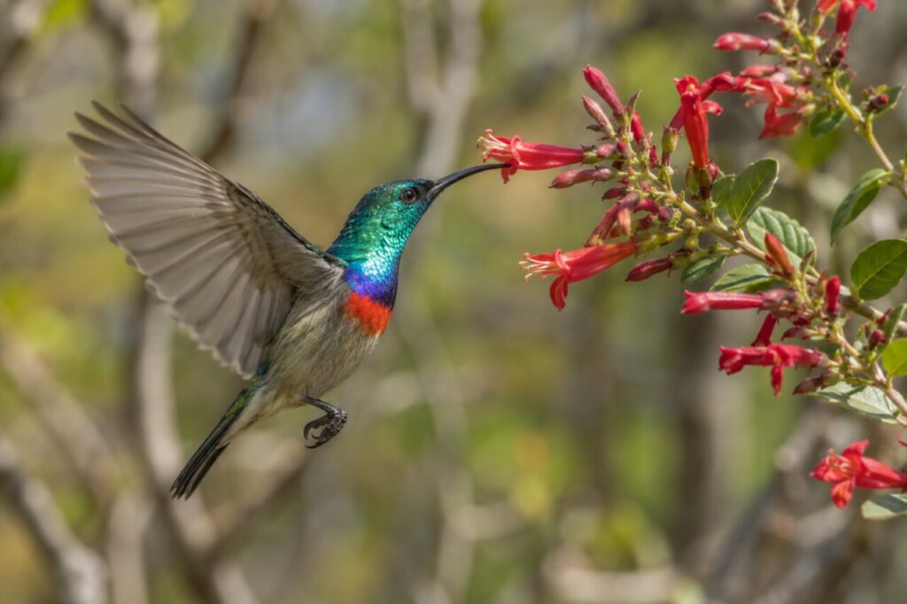 Variable Nektarvogel im afrikanischen Wald — hovering beside a red flowering branch