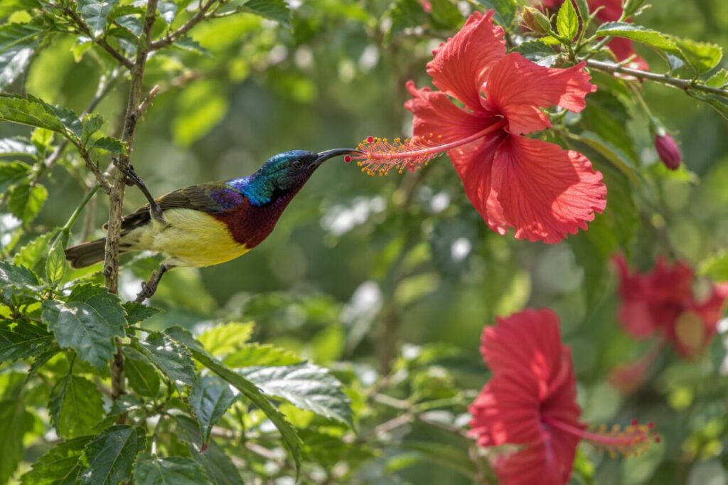 Variable Nektarvogel im afrikanischen Wald — in dappled light among hibiscus flowers