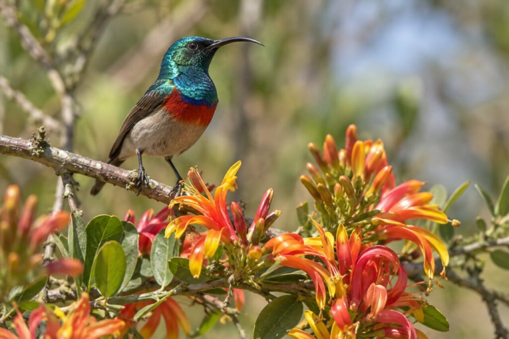 Variable Nektarvogel im afrikanischen Wald — perched above a pool of nectar-rich blossoms