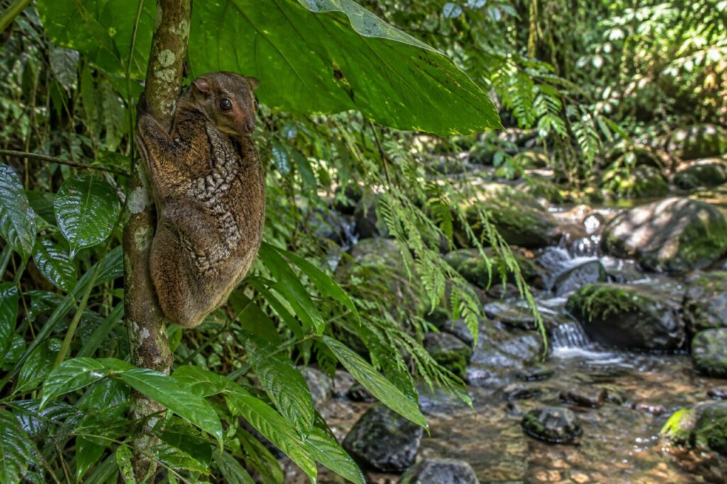 Sous la grande feuille — colugo de la Sonde (Galeopterus variegatus), suspendu au-dessus d’un ruisseau tropical