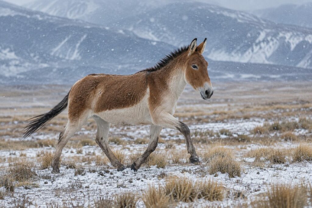 Sous la neige fine, kiang du Tibet en mouvement