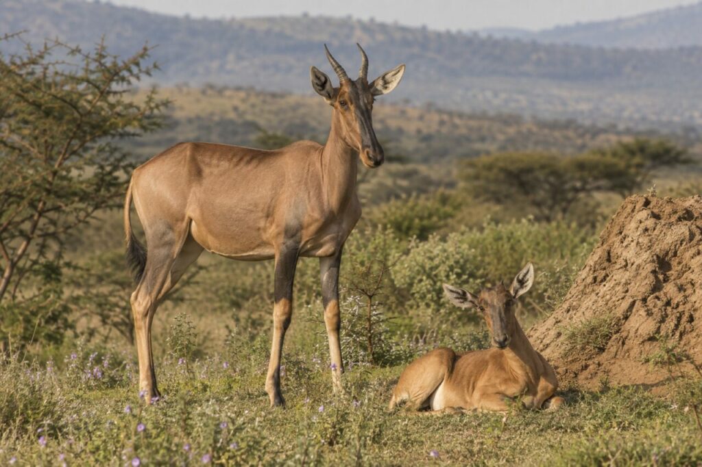 Sous l’acacia, femelle sassabi commun et son petit