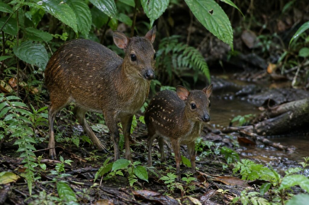 Sous le feuillage, femelle chevrotain aquatique et son petit