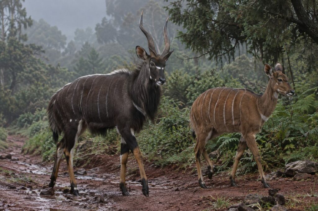 Sous les genévriers, couple de nyalas de montagne sur un chemin boueux