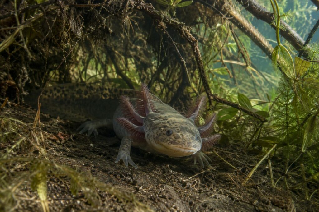 Sous les racines immergées, un axolotl sauvage repose parmi les plantes