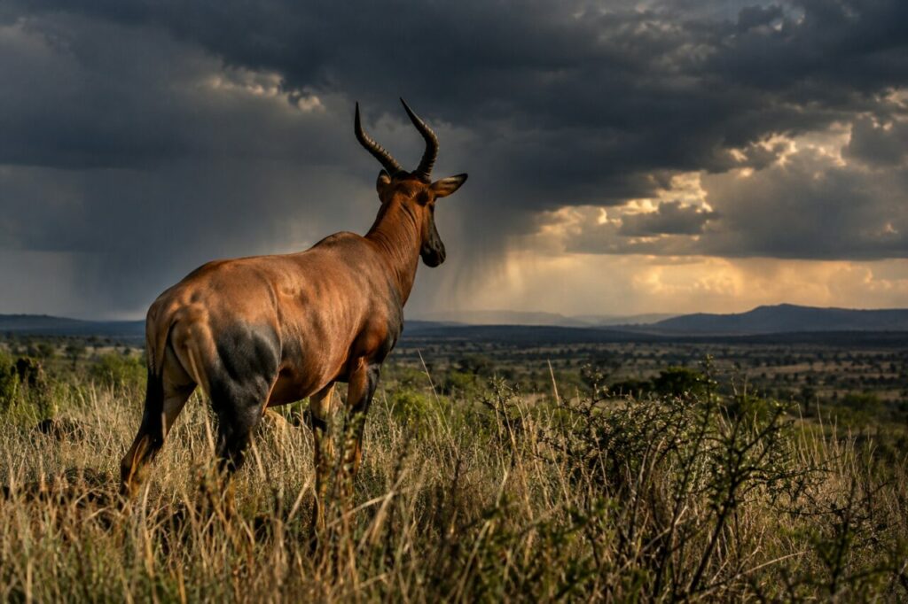 Sous l’orage, grand koudou dans la savane