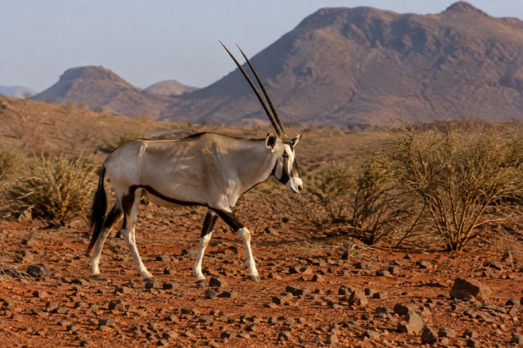 Sur la terre rouge, oryx beisa entre les pierres