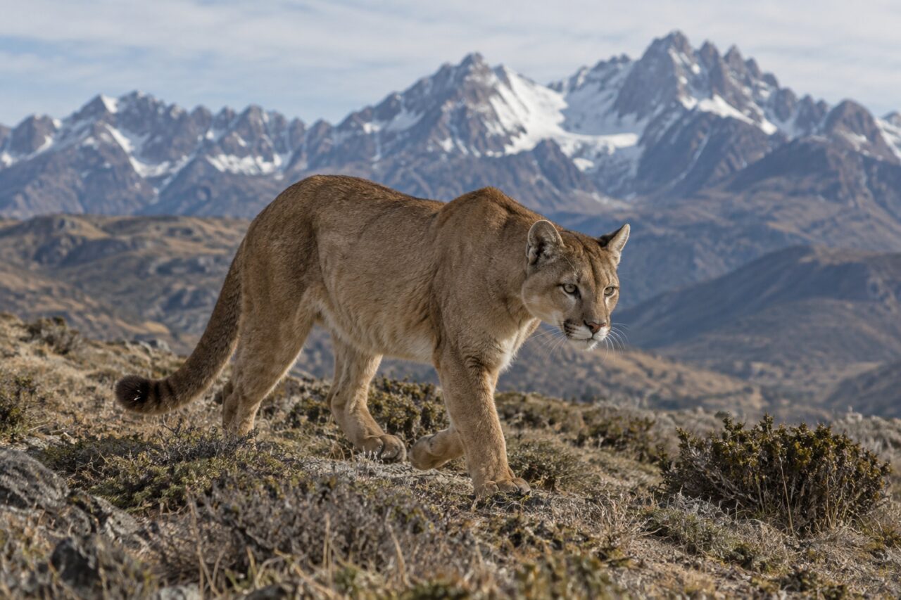In den Höhen — Puma (Puma concolor) durch Andenbuschland unter hohen Bergen