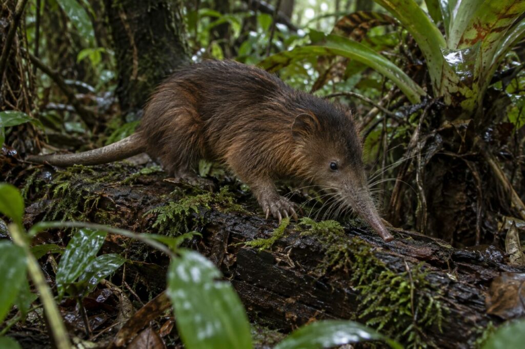 Sur un tronc moussu, le Solénodon de Cuba Atopogale cubana traverse la forêt humide