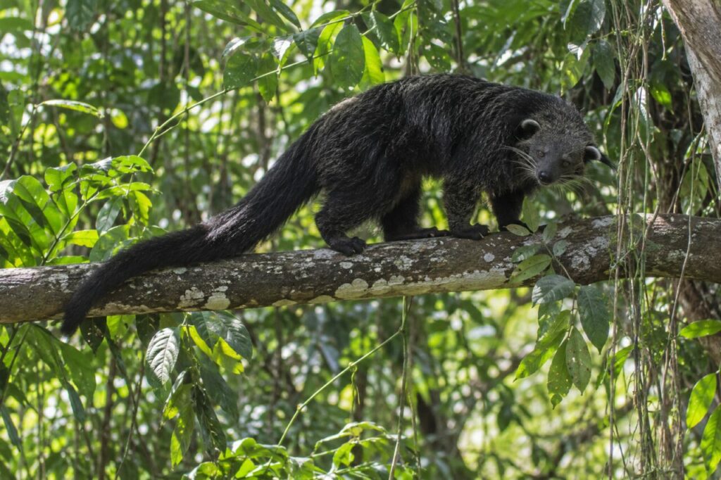 Sur une branche horizontale, binturong sombre parmi les lianes et les feuilles (Arctictis binturong)