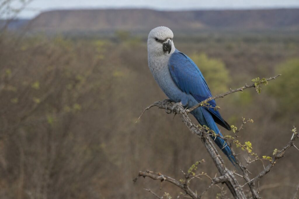 Ara blu aggrappata a un posatoio spinoso — Ara di Spix