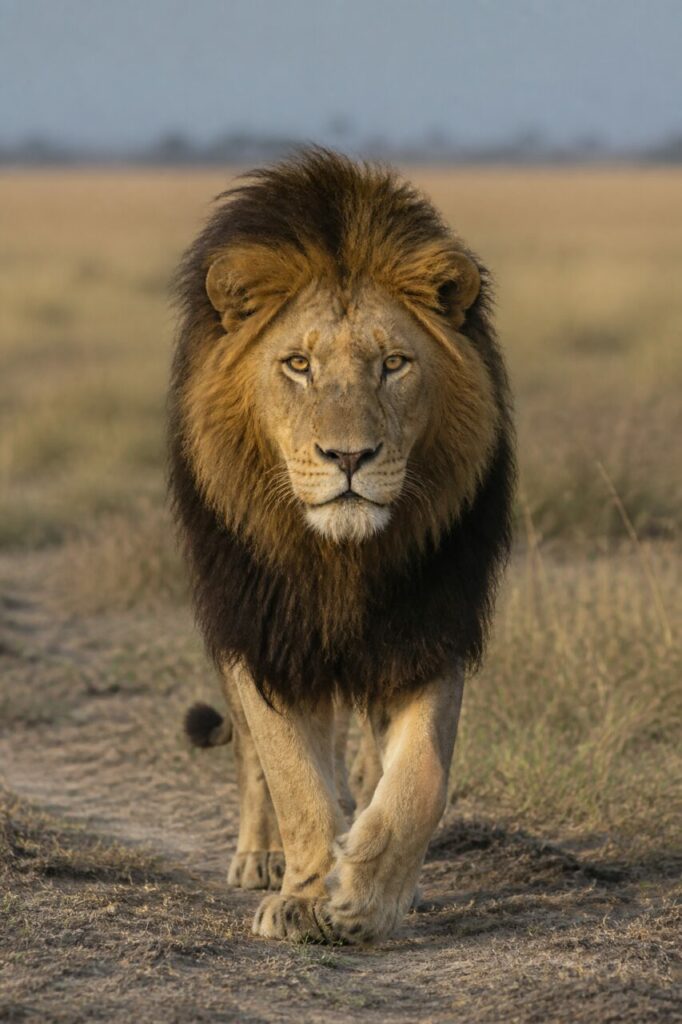 Criniera bruna che emerge dalle graminacee chiare — Leone africano