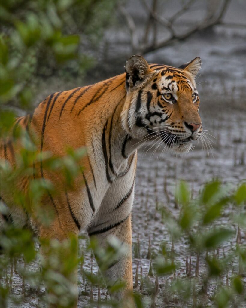 Vibrisse bianche davanti alle foglie di mangrovia — Tigre