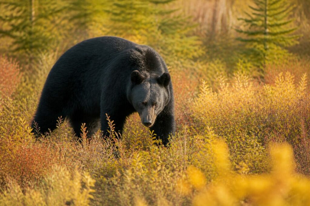 Zampe nere tra i colori autunnali — Orso nero americano