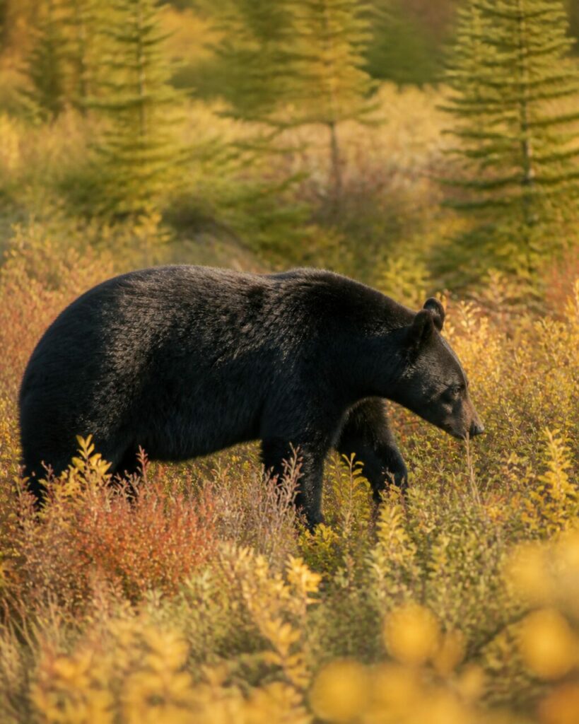 Arbusti gialli intorno alle orecchie tonde — Orso nero americano