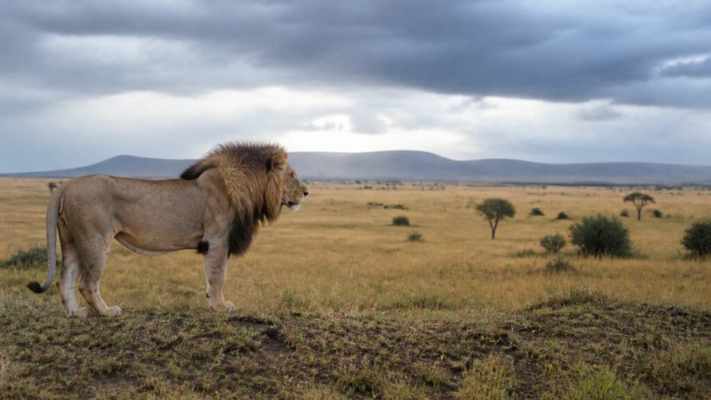Leone imponente immobile sotto nuvole dense — Leone africano