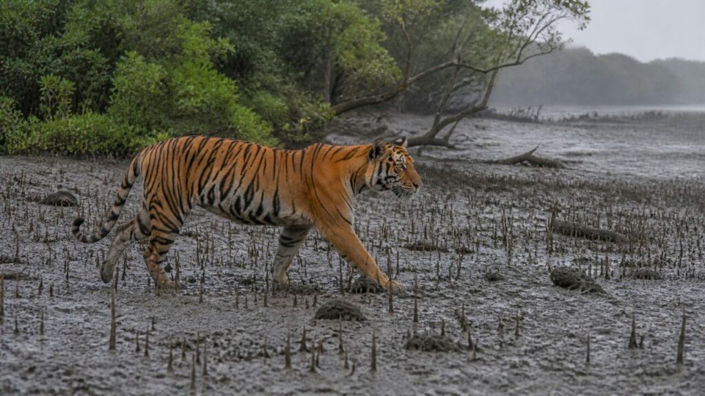Tigre attraversa la distesa fangosa — Tigre