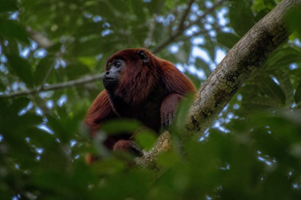 Riposo dellʼurlatrice tra le chiome verdi — Scimmia urlatrice rossastra