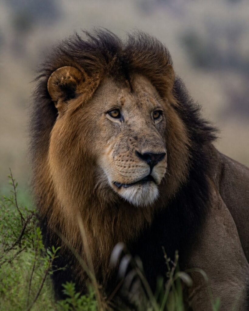 Folto crine attorno allo sguardo ambrato — Leone africano