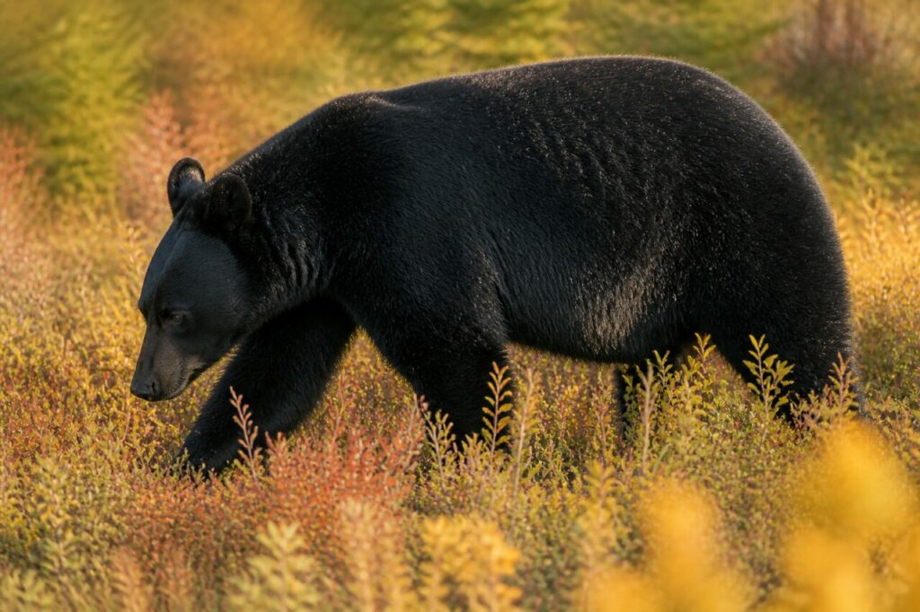 Pelliccia nera valorizza il profilo bruno — Orso nero americano
