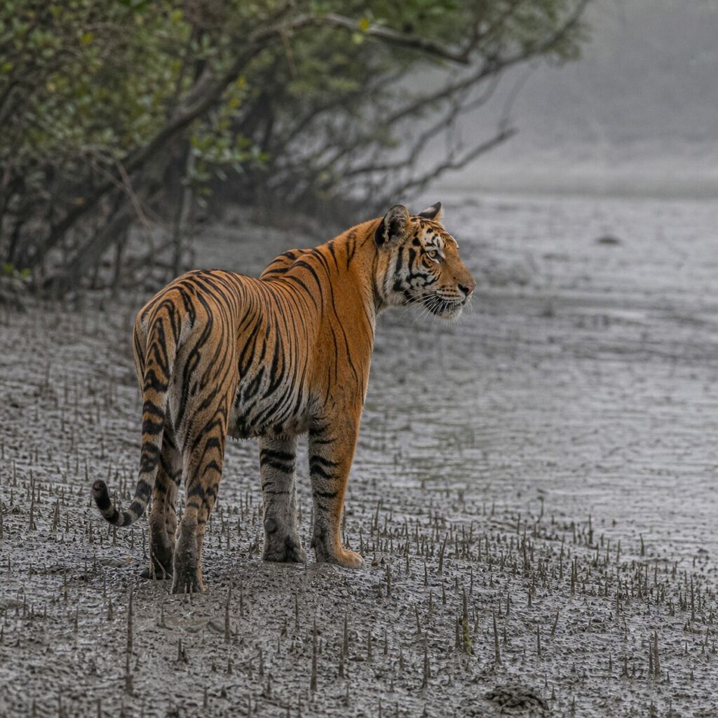 Allʼerta, la tigre gira la testa — Tigre